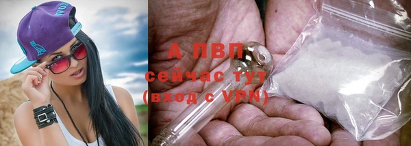 сатива Горняк
